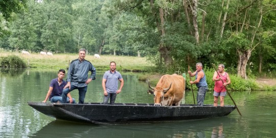 Transhumance des vaches par bateau dans le Marais